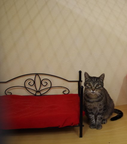 pension chat box avec lit